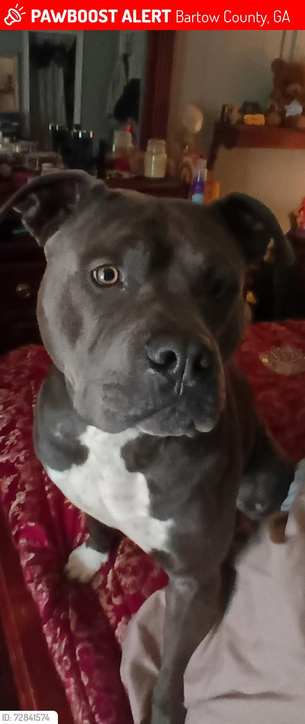 Lost Male Dog last seen Rydal, Landers Rd, 140, Bartow County, GA 30171