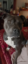 Lost Male Dog last seen Rydal, Landers Rd, 140, Bartow County, GA 30171