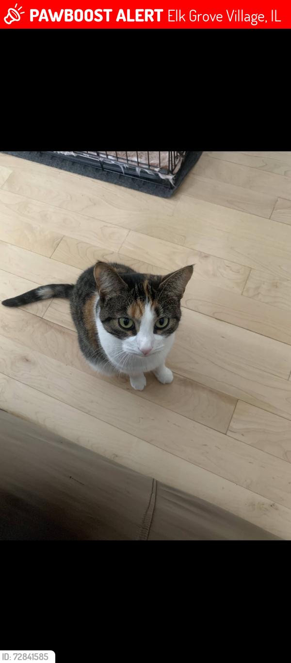 Lost Female Cat last seen Rupley elementary , Elk Grove Village, IL 60007