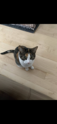 Lost Female Cat last seen Rupley elementary , Elk Grove Village, IL 60007