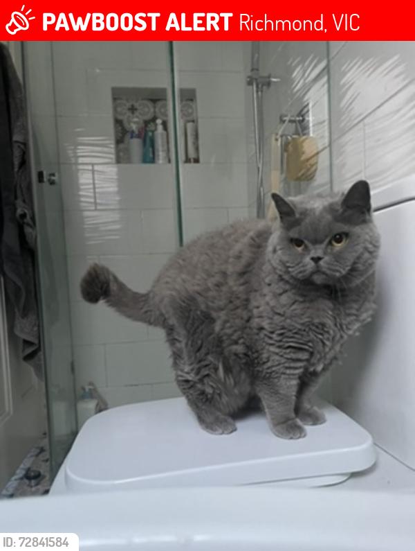 Lost Female Cat last seen Sherwood street and punt road apartments Richmond 3121, Richmond, VIC 3121