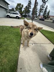 Found/Stray Female Dog last seen Normandie, Gardena, CA 90247