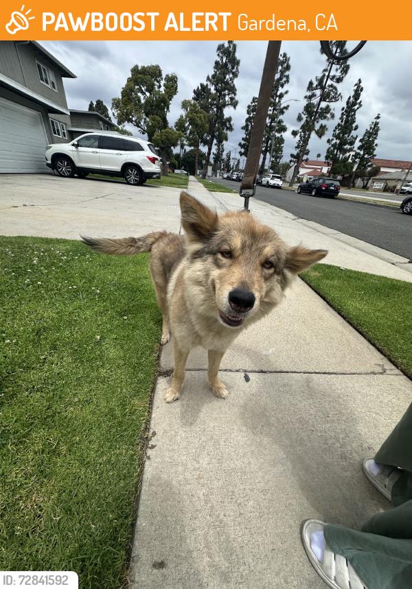 Found/Stray Female Dog last seen Normandie, Gardena, CA 90247