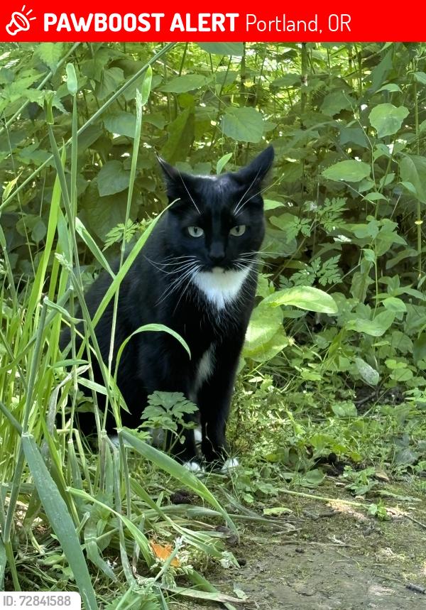Lost Male Cat last seen SW 90th , Portland, OR 97225