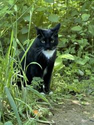 Lost Male Cat last seen SW 90th , Portland, OR 97225