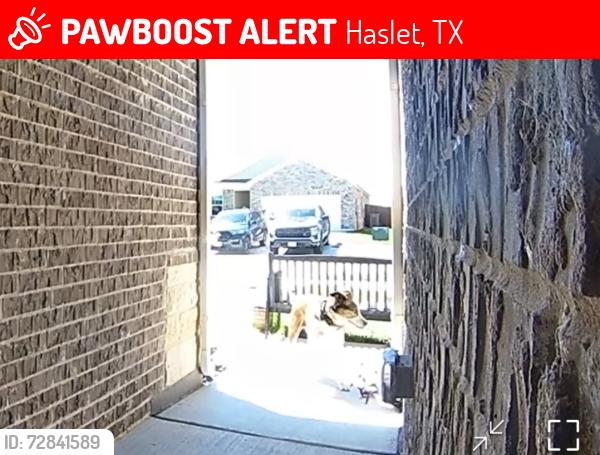 Lost Male Dog last seen Escondido , Haslet, TX 76052