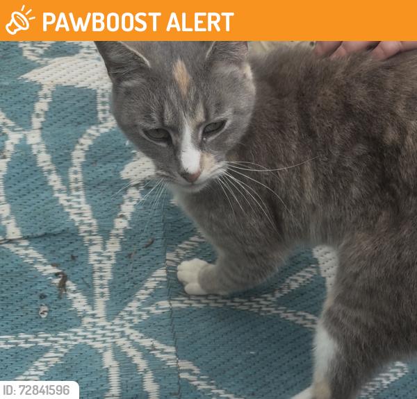 Found/Stray Unknown Cat last seen Off of 29 in Cowpens,SC., Cherokee County, SC 29330