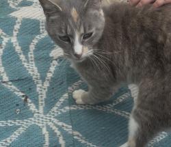 Found/Stray Unknown Cat last seen Off of 29 in Cowpens,SC., Cherokee County, SC 29330