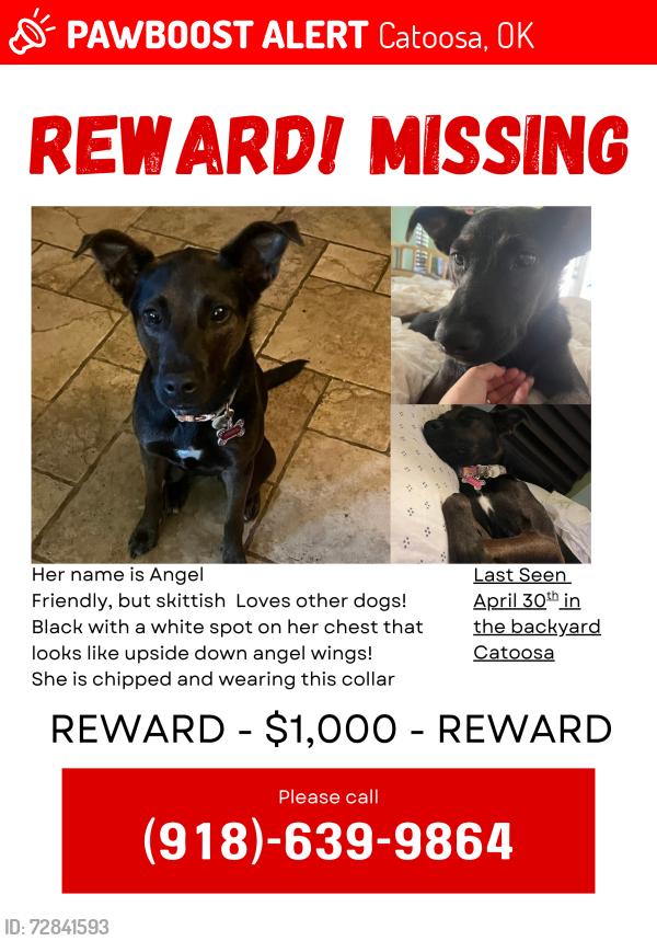 Lost Female Dog last seen Red bud nature preserve , Catoosa, OK 74015