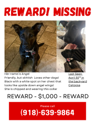 Lost Female Dog last seen Red bud nature preserve , Catoosa, OK 74015