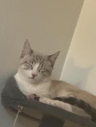 Lost Male Cat last seen 6th Ave, Oakland, CA 94606