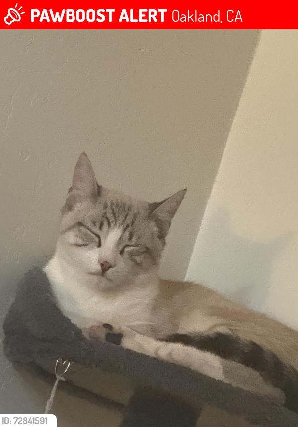 Lost Male Cat last seen 6th Ave, Oakland, CA 94606