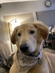Lost Male Dog last seen Rio Iindo, Chico, CA 95926