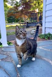 Found/Stray Unknown Cat last seen Westmont Circle, Dave’s Mountain, Asheboro , Asheboro, NC 27205