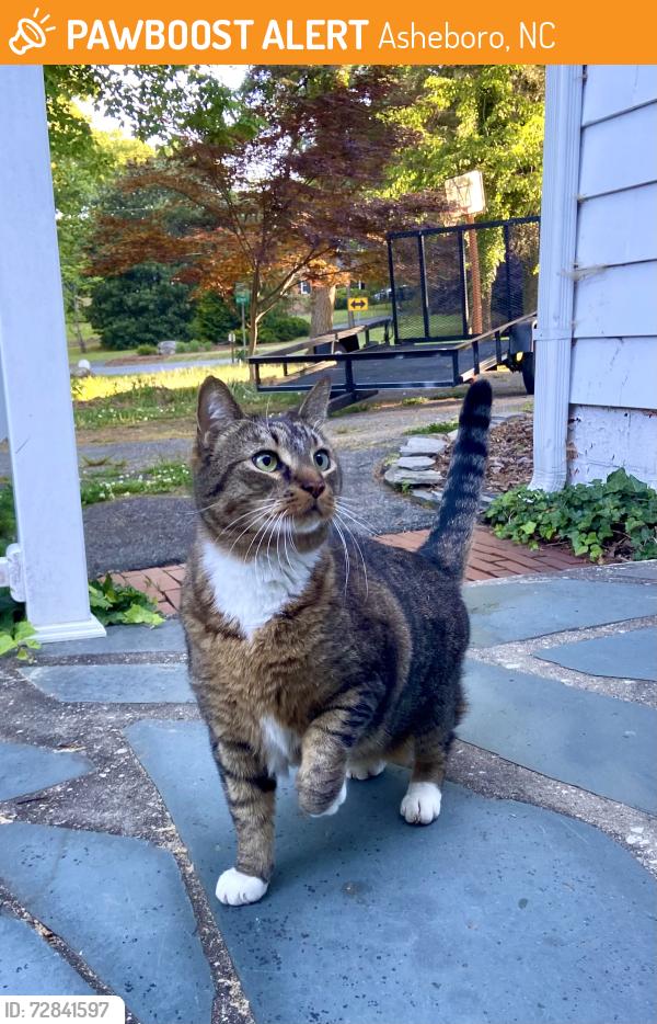 Found/Stray Unknown Cat last seen Westmont Circle, Dave’s Mountain, Asheboro , Asheboro, NC 27205
