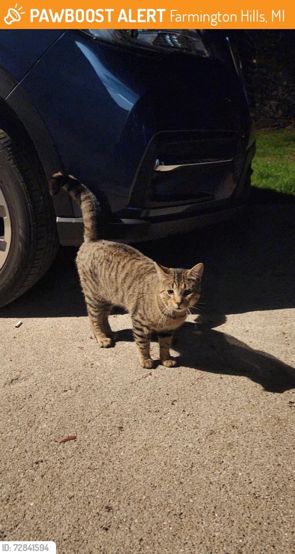 Found/Stray Male Cat last seen Lincolnview & 12 Mile, Farmington Hills, MI 48334