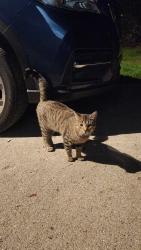 Found/Stray Male Cat last seen Lincolnview & 12 Mile, Farmington Hills, MI 48334