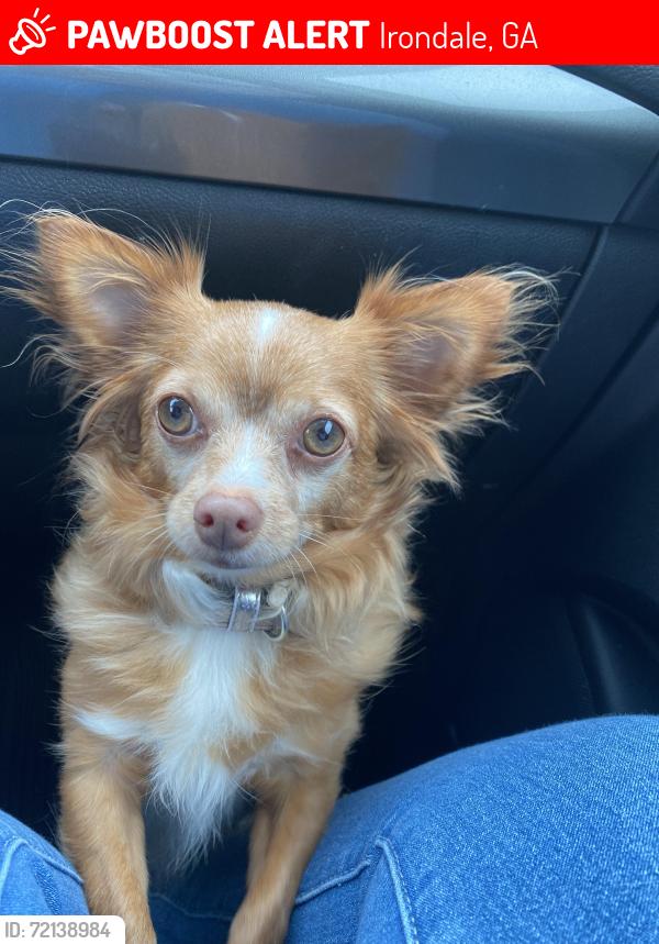 Lost Male Dog last seen Jonesboro GA, Irondale, GA 30238