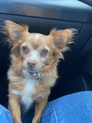 Lost Male Dog last seen Jonesboro GA, Irondale, GA 30238