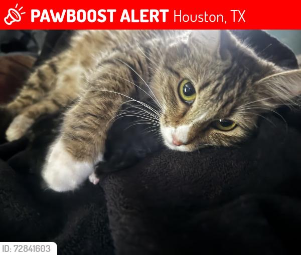 Lost Female Cat last seen Valero , Houston, TX 77048
