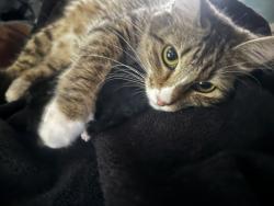 Lost Female Cat last seen Valero , Houston, TX 77048