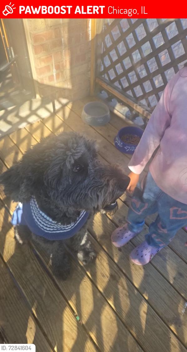 Lost Male Dog last seen Evergreen park/Ashburn neighborhood , Chicago, IL 60652