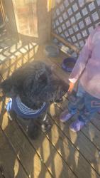 Lost Male Dog last seen Evergreen park/Ashburn neighborhood , Chicago, IL 60652
