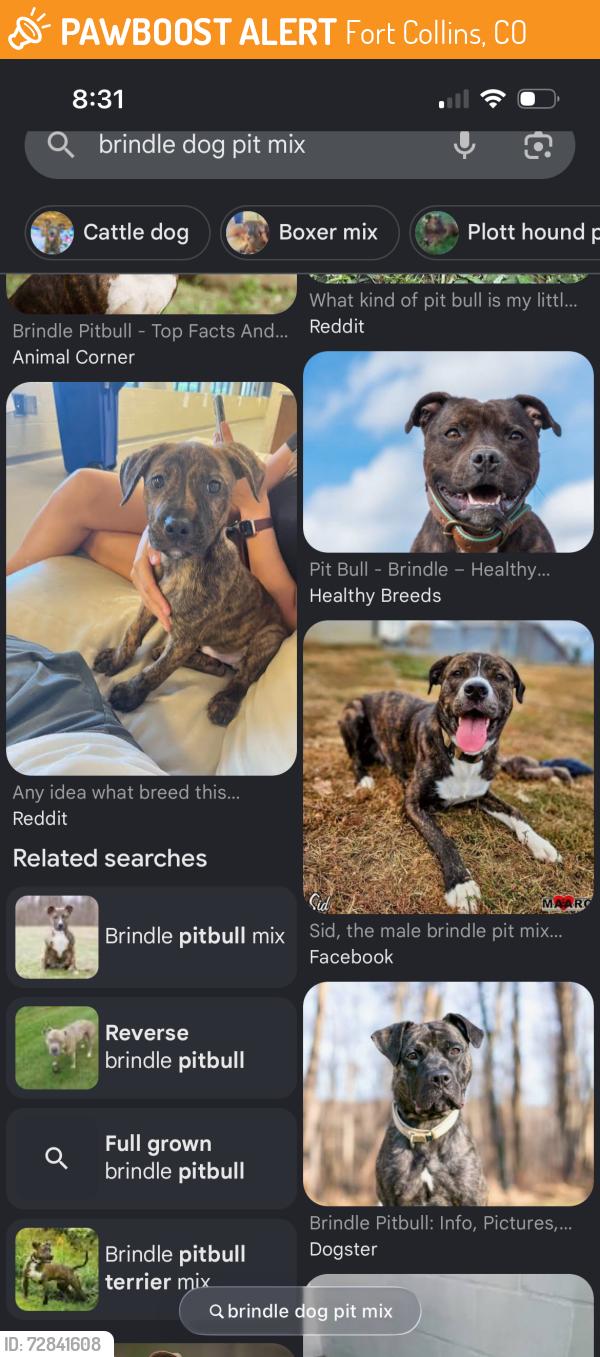 Found/Stray Unknown Dog last seen Near shields and myrtle, Fort Collins, CO 80521