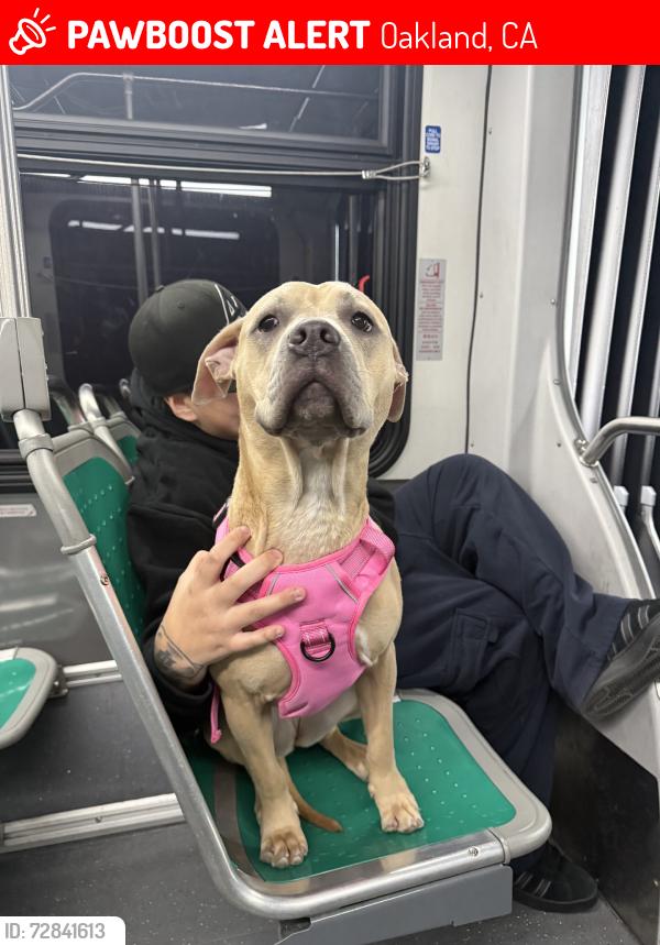 Lost Female Dog last seen Havenscourt Blvd & Bancroft, Oakland, CA 94605