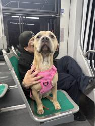 Lost Female Dog last seen Havenscourt Blvd & Bancroft, Oakland, CA 94605