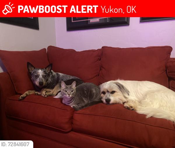 Lost Male Cat last seen 39th and Sara, Yukon, OK 73099