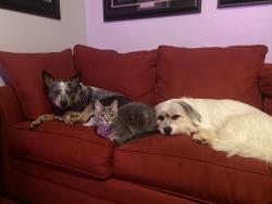 Lost Male Cat last seen 39th and Sara, Yukon, OK 73099