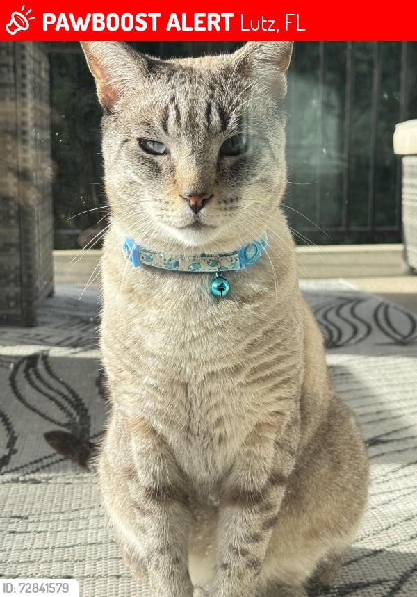 Lost Male Cat last seen Lutz, cordoba ranch, Lutz, FL 33559