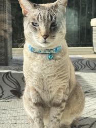 Lost Male Cat last seen Lutz, cordoba ranch, Lutz, FL 33559