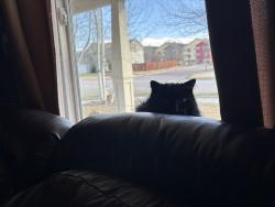 Lost Male Cat last seen Flynn Lane, Missoula, MT 59808