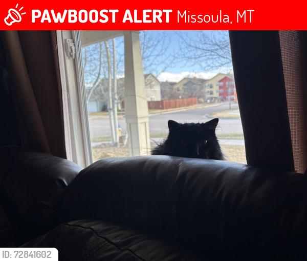 Lost Male Cat last seen Flynn Lane, Missoula, MT 59808