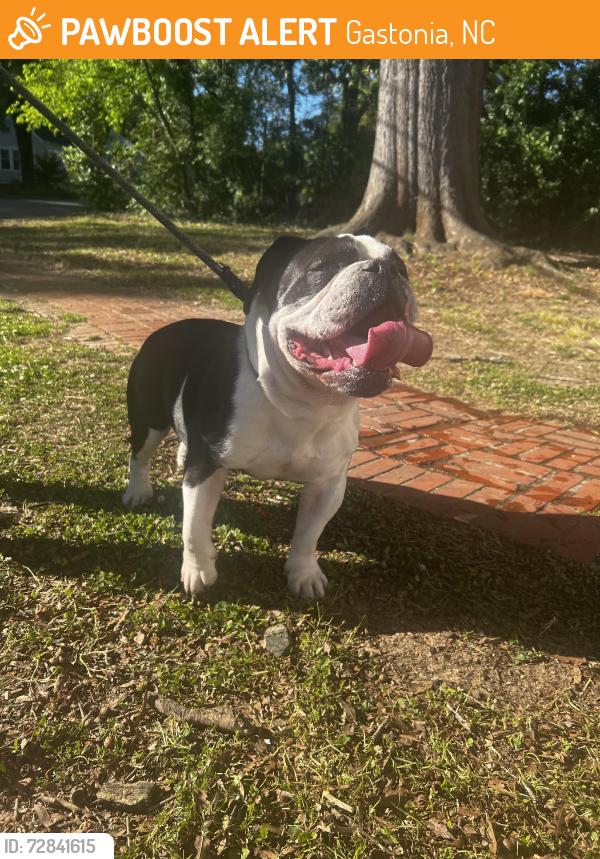 Found/Stray Male Dog last seen S. Clay and Second, Gastonia, NC 28052