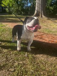 Found/Stray Male Dog last seen S. Clay and Second, Gastonia, NC 28052
