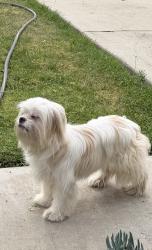 Found/Stray Female Dog last seen Walnut laureline, Fontana, CA 92336