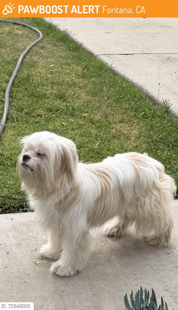 Found/Stray Female Dog last seen Walnut laureline, Fontana, CA 92336