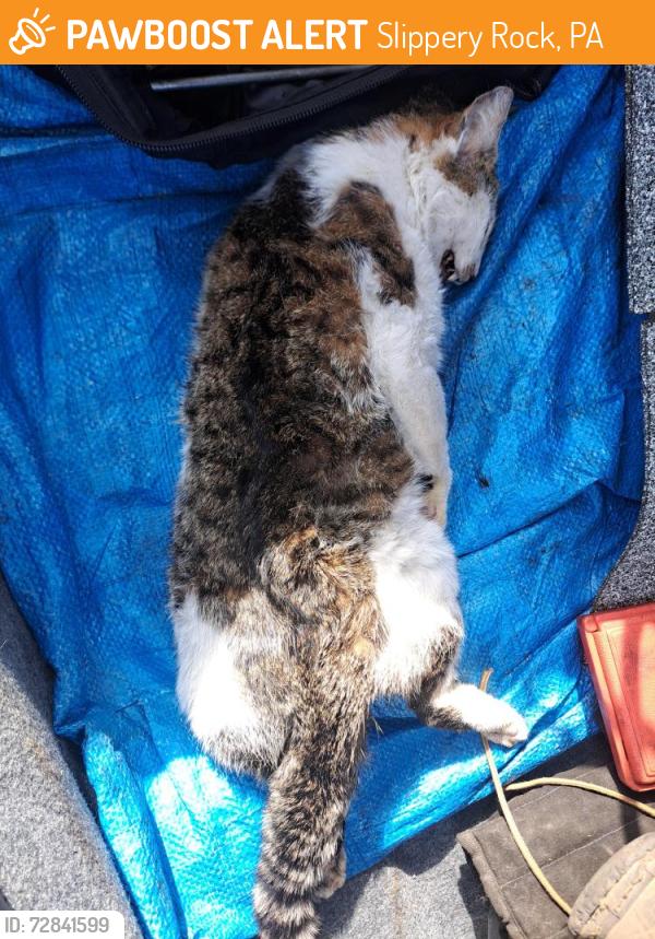 Found/Stray Male Cat last seen Mile marker 103 south of Slippery Rock exit on interstate 79, Slippery Rock, PA 16057