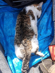 Found/Stray Male Cat last seen Mile marker 103 south of Slippery Rock exit on interstate 79, Slippery Rock, PA 16057