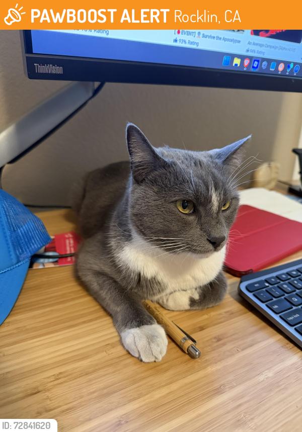 Found/Stray Unknown Cat last seen Browning lane, Rocklin CA, Rocklin, CA 95765