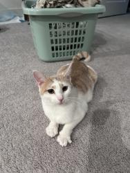 Lost Female Cat last seen Decatur/Pyle Decatur/Frias, Las Vegas, NV 89141