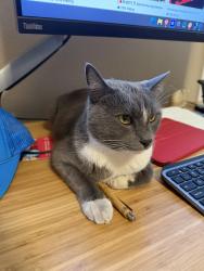 Found/Stray Unknown Cat last seen Browning lane, Rocklin CA, Rocklin, CA 95765