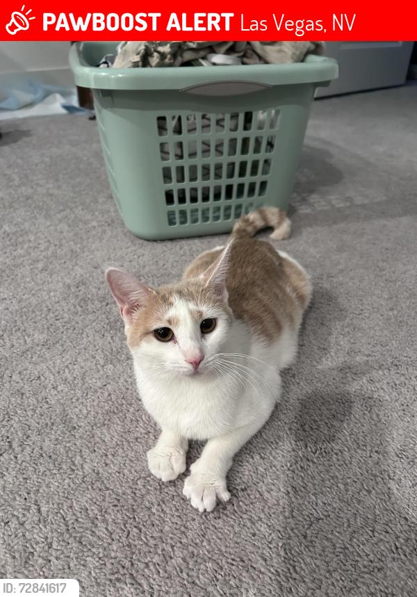 Lost Female Cat last seen Decatur/Pyle Decatur/Frias, Las Vegas, NV 89141
