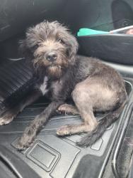 Found/Stray Female Dog last seen Centennial Dog Park, Santa Ana, CA 92704
