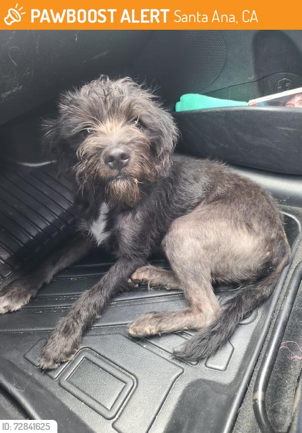 Found/Stray Female Dog last seen Centennial Dog Park, Santa Ana, CA 92704