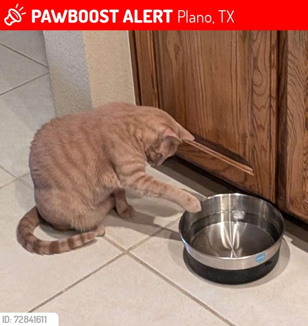 Lost Male Cat last seen Pondview Dr & Walnut Ridge Ln. Near Hickey Elementary School, Plano, TX 75074
