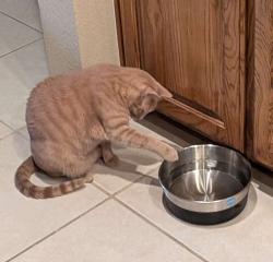 Lost Male Cat last seen Pondview Dr & Walnut Ridge Ln. Near Hickey Elementary School, Plano, TX 75074